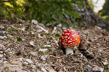 Image showing Amanita muscaria in the natural environment.