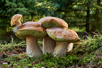 Image showing Boletus edulis. Fungus in the natural environment.