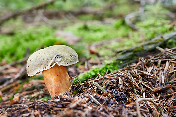 Image showing Xerocomus subtomentosus in the natural environment