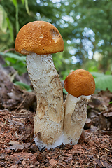 Image showing Leccinum aurantiacum in the natural environment.