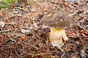 Image showing Xerocomellus chrysenteron, fungus