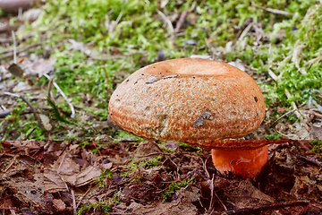 Image showing Lactarius deliciosus in the natural environment.