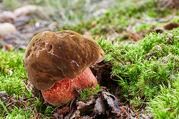 Image showing Neoboletus luridiformis in the natural environment