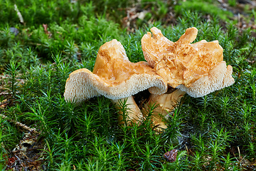 Image showing Hydnum repandum. Fungus in the natural environment