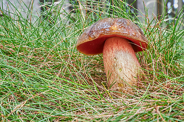 Image showing Neoboletus luridiformis in the natural environment