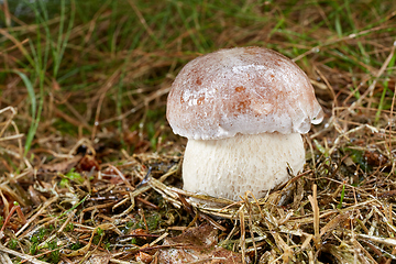 Image showing Boletus edulis. Fungus in the natural environment.