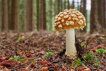 Image showing Amanita muscaria in the natural environment.