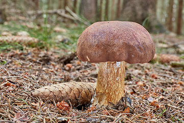 Image showing Imleria badia. Fungus in the natural environment.