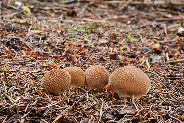 Image showing Lycoperdon nigrescens in the natural environment.