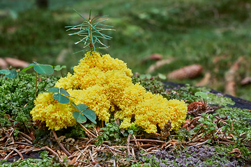 Image showing Fuligo septica. Fungus in the natural environment.