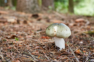 Image showing Russula aeruginea in the natural environment.