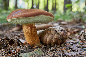 Image showing Imleria badia. Fungus in the natural environment.