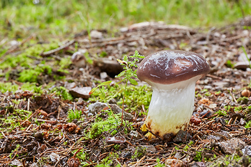 Image showing Gomphidius glutinosus in the natural environment.