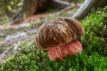Image showing Neoboletus luridiformis in the natural environment