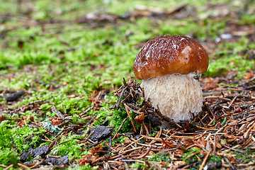 Image showing Boletus edulis. Fungus in the natural environment.