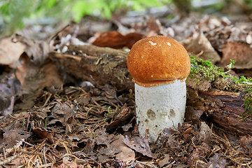 Image showing Leccinum aurantiacum in the natural environment.