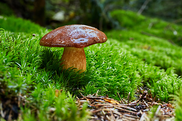 Image showing Imleria badia. Fungus in the natural environment.