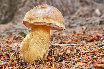 Image showing Tylopilus felleus in the natural environment.