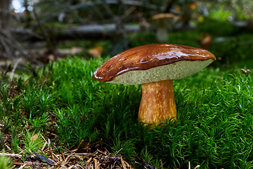 Image showing Imleria badia. Fungus in the natural environment.