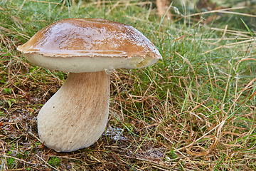 Image showing Boletus edulis. Fungus in the natural environment.