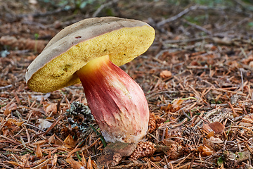 Image showing Xerocomellus chrysenteron, fungus