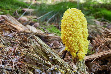 Image showing Fuligo septica. Fungus in the natural environment.