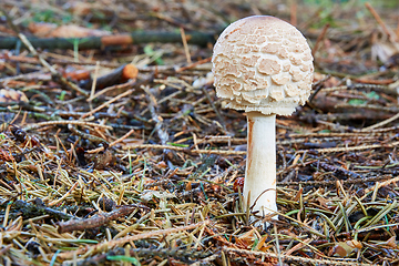 Image showing Chlorophyllum rachodes in the natural environment