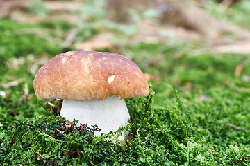 Image showing Boletus edulis. Fungus in the natural environment.