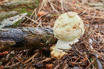 Image showing Amanita citrina.Fungus in the natural environment.