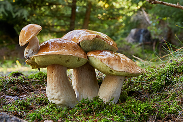 Image showing Boletus edulis. Fungus in the natural environment.