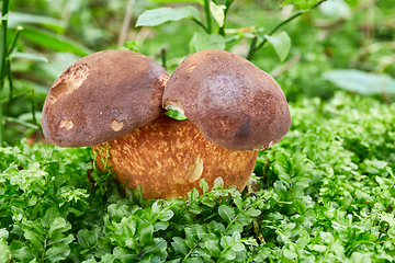 Image showing Imleria badia. Fungus in the natural environment.