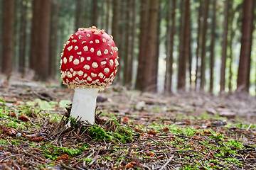 Image showing Amanita muscaria in the natural environment.