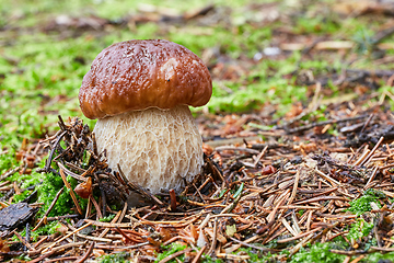 Image showing Boletus edulis. Fungus in the natural environment.