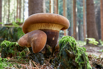 Image showing Tapinella atrotomentosa in the natural environment