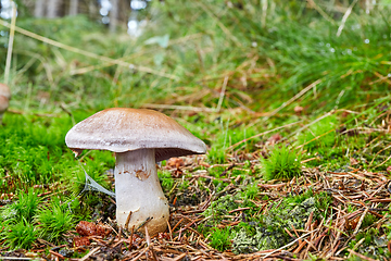 Image showing Cortinarius traganus in the natural environment.