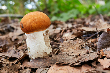 Image showing Leccinum aurantiacum in the natural environment.