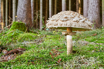 Image showing Chlorophyllum olivieri in the natural environment.