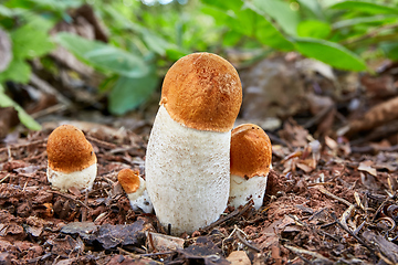 Image showing Leccinum aurantiacum in the natural environment.