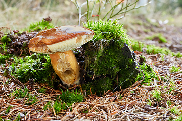 Image showing Imleria badia. Fungus in the natural environment.