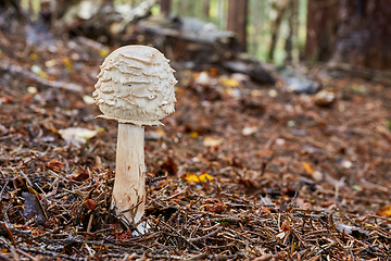 Image showing Chlorophyllum olivieri in the natural environment.