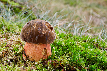 Image showing Neoboletus luridiformis in the natural environment