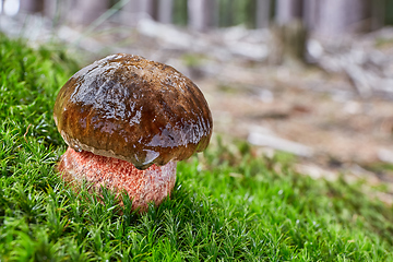 Image showing Neoboletus luridiformis in the natural environment