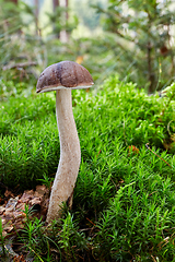 Image showing Fungus Leccinum cyaneobasileucum