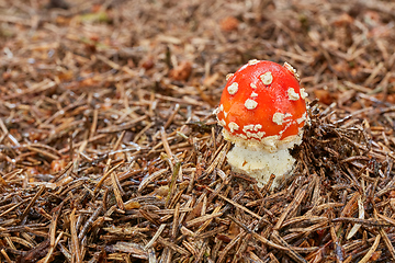 Image showing Amanita muscaria in the natural environment.