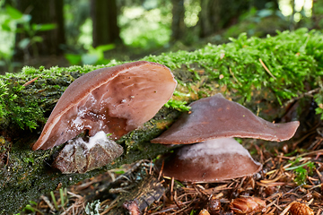 Image showing Auricularia auricula judae