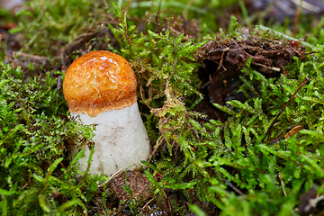 Image showing Leccinum aurantiacum in the natural environment.