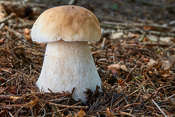 Image showing Boletus edulis. Fungus in the natural environment.