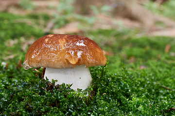 Image showing Boletus edulis. Fungus in the natural environment.