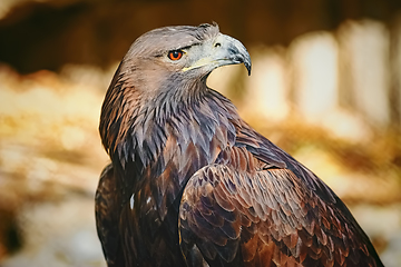 Image showing Portrait of Eagle