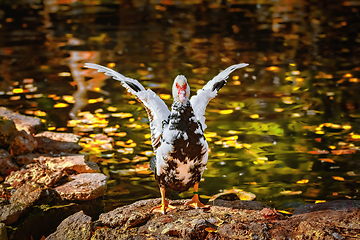 Image showing Muscovy Duck on the Shore